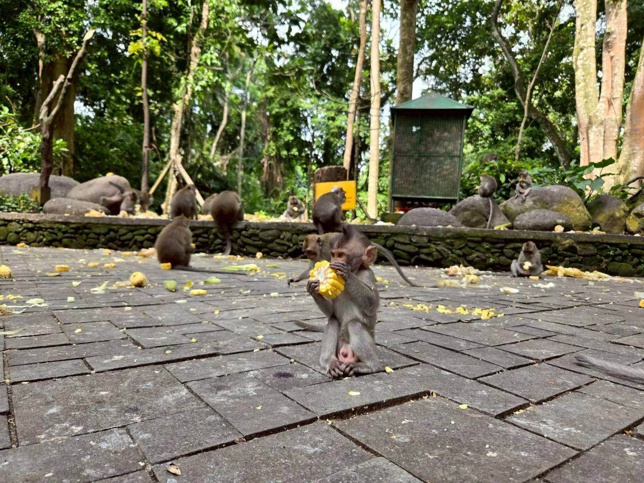 LINE_ALBUM_2025.10.23-27 バリ島社員旅行_251031_45.jpg