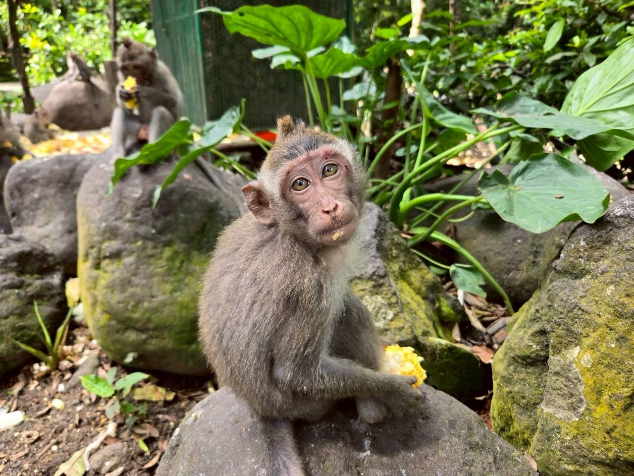 LINE_ALBUM_2025.10.23-27 バリ島社員旅行_251031_46.jpg