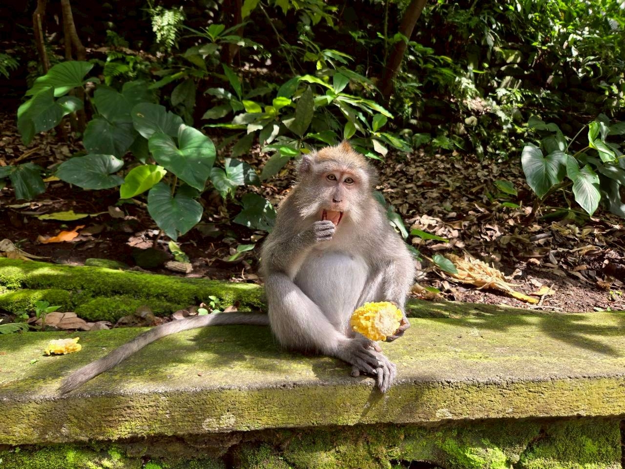 LINE_ALBUM_2025.10.23-27 バリ島社員旅行_251031_68.jpg